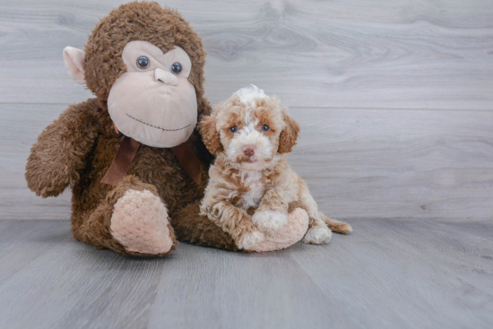 Friendly Cockapoo Baby