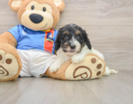 7 week old Cockapoo Puppy For Sale - Premier Pups