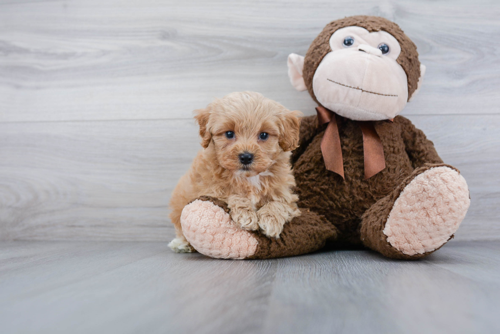 Adorable Cockerpoo Poodle Mix Puppy