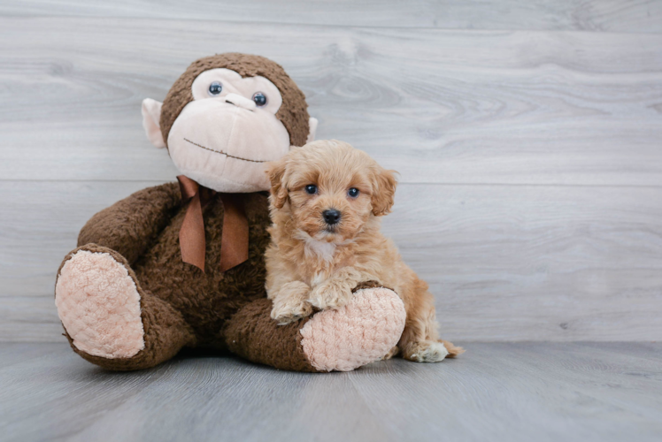 Adorable Cockerpoo Poodle Mix Puppy