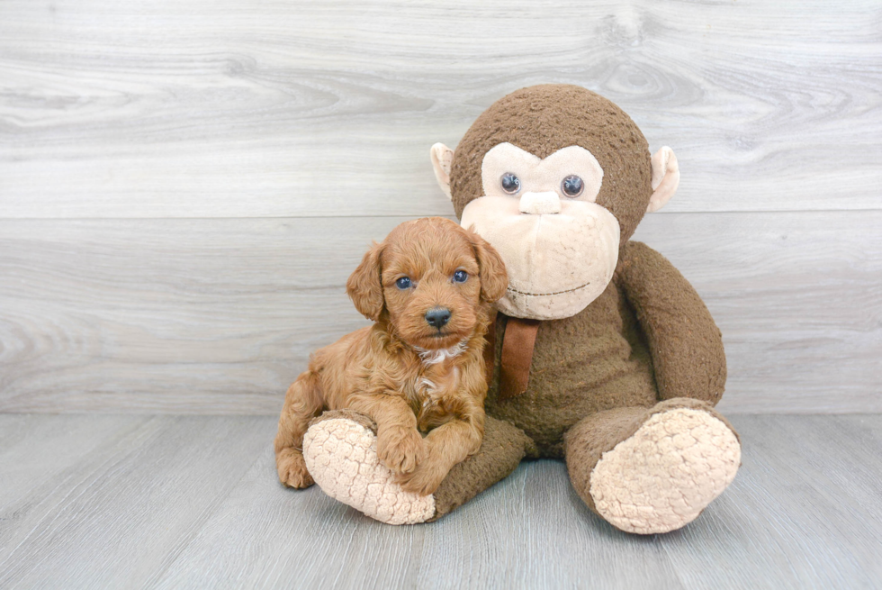 Little Cockerpoo Poodle Mix Puppy