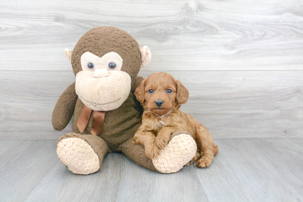 Smart Cockapoo Poodle Mix Pup