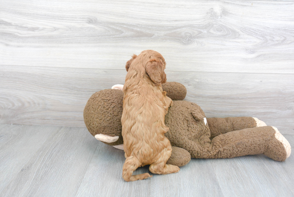 Cockapoo Pup Being Cute