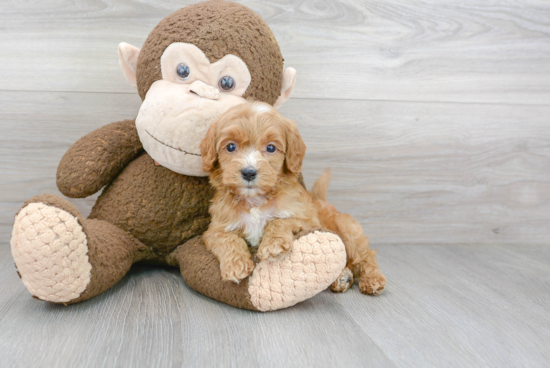 Playful Cockerpoo Poodle Mix Puppy