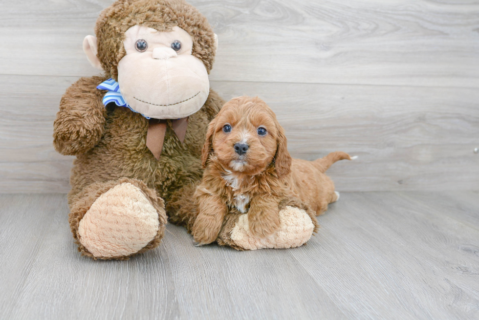 Cockapoo Puppy for Adoption