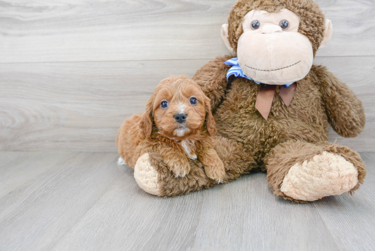 Cockapoo Puppy for Adoption