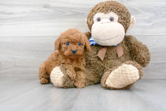 Funny Cockapoo Poodle Mix Pup