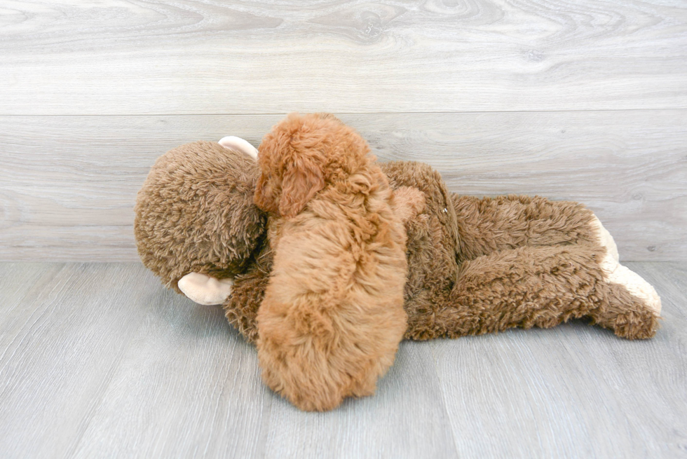 Cockapoo Pup Being Cute