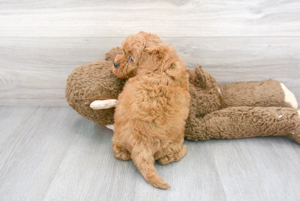 Playful Cockerpoo Poodle Mix Puppy