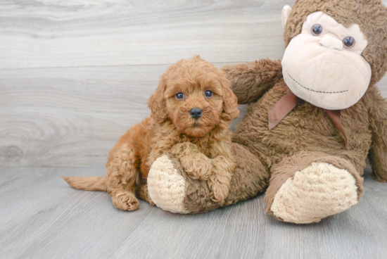 Popular Cockapoo Poodle Mix Pup