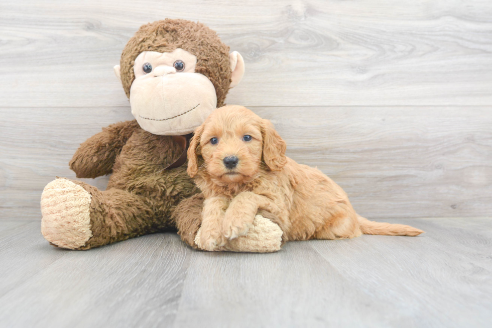 Cockapoo Pup Being Cute