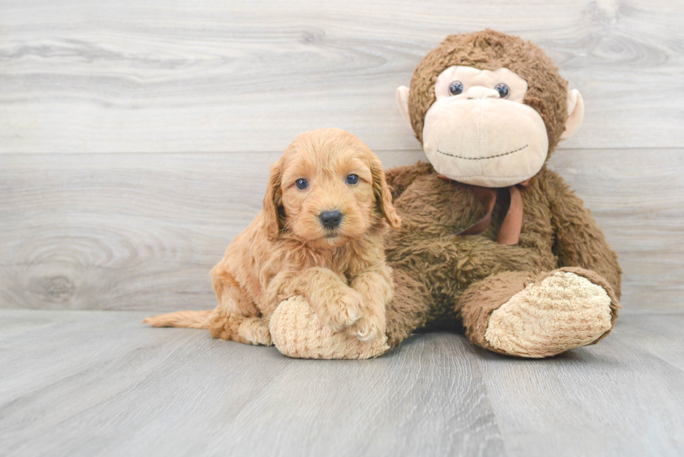 Little Cockerpoo Poodle Mix Puppy