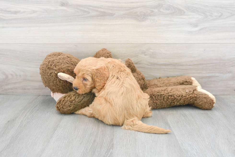 Playful Cockerpoo Poodle Mix Puppy