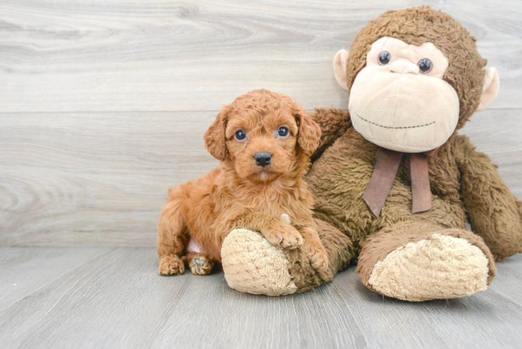 Best Cockapoo Baby