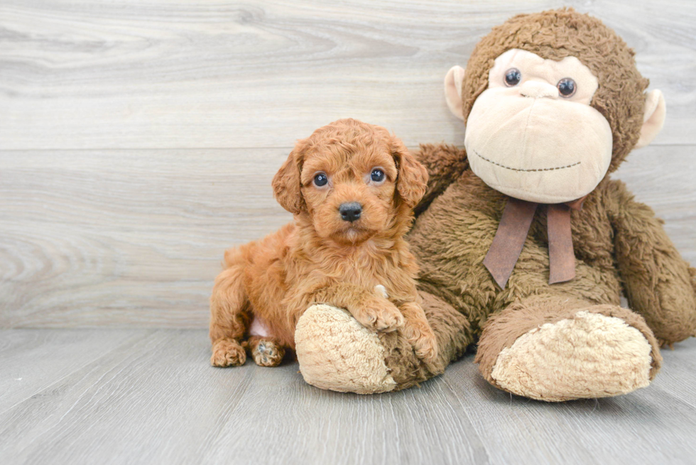 Best Cockapoo Baby