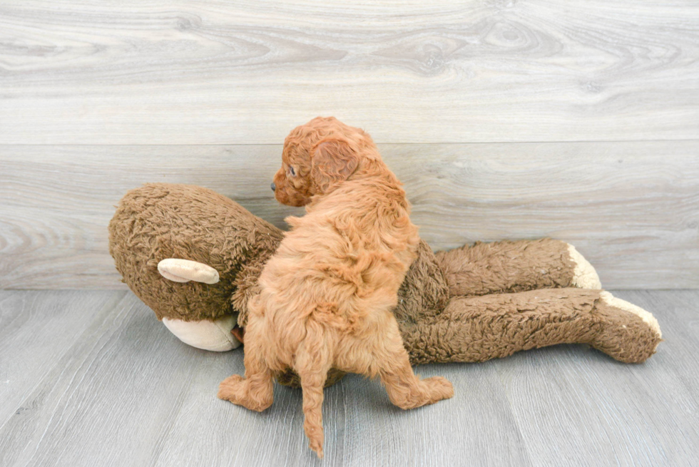 Playful Cockerpoo Poodle Mix Puppy