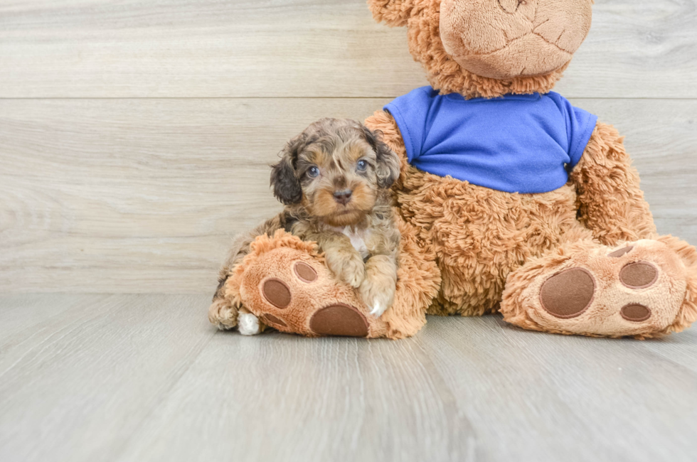 5 week old Cockapoo Puppy For Sale - Premier Pups