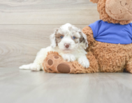 6 week old Cockapoo Puppy For Sale - Premier Pups