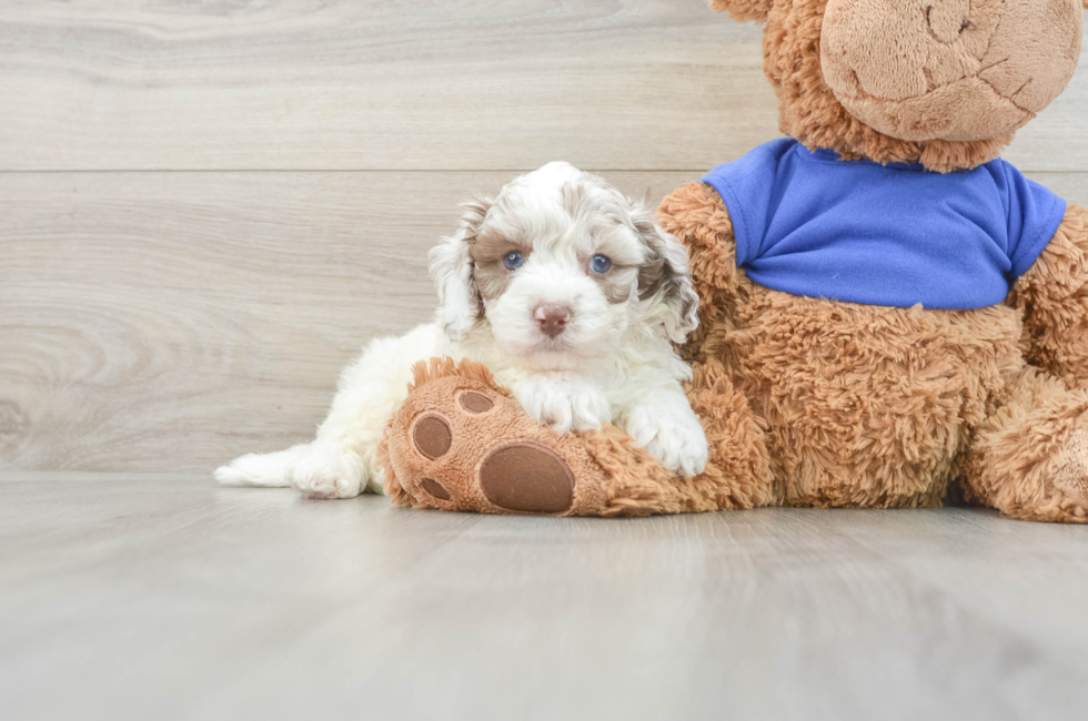 6 week old Cockapoo Puppy For Sale - Premier Pups