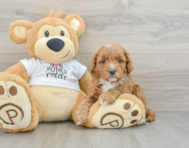 5 week old Cockapoo Puppy For Sale - Premier Pups