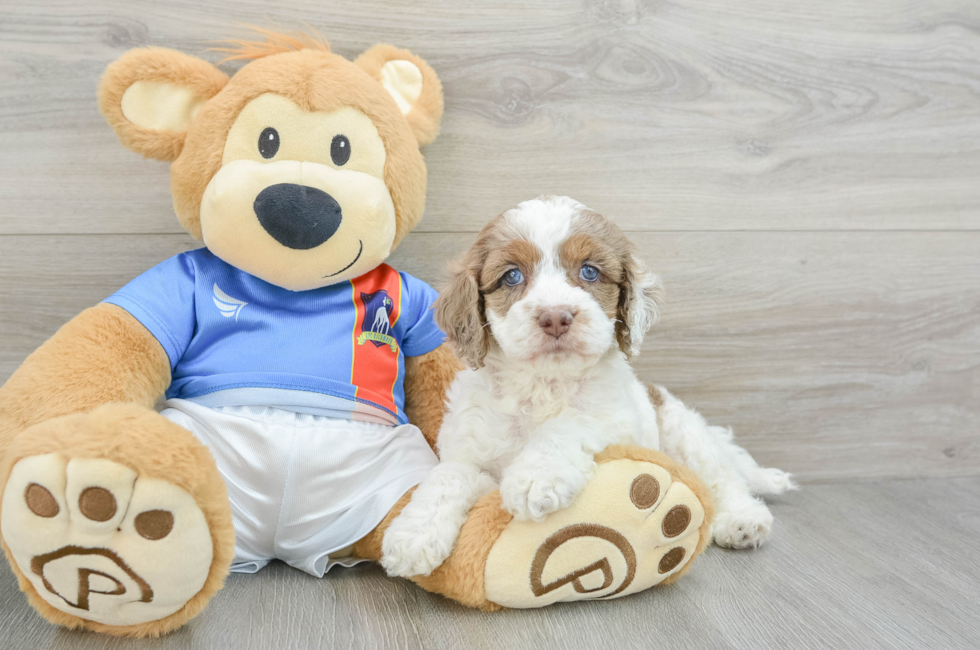 8 week old Cockapoo Puppy For Sale - Premier Pups