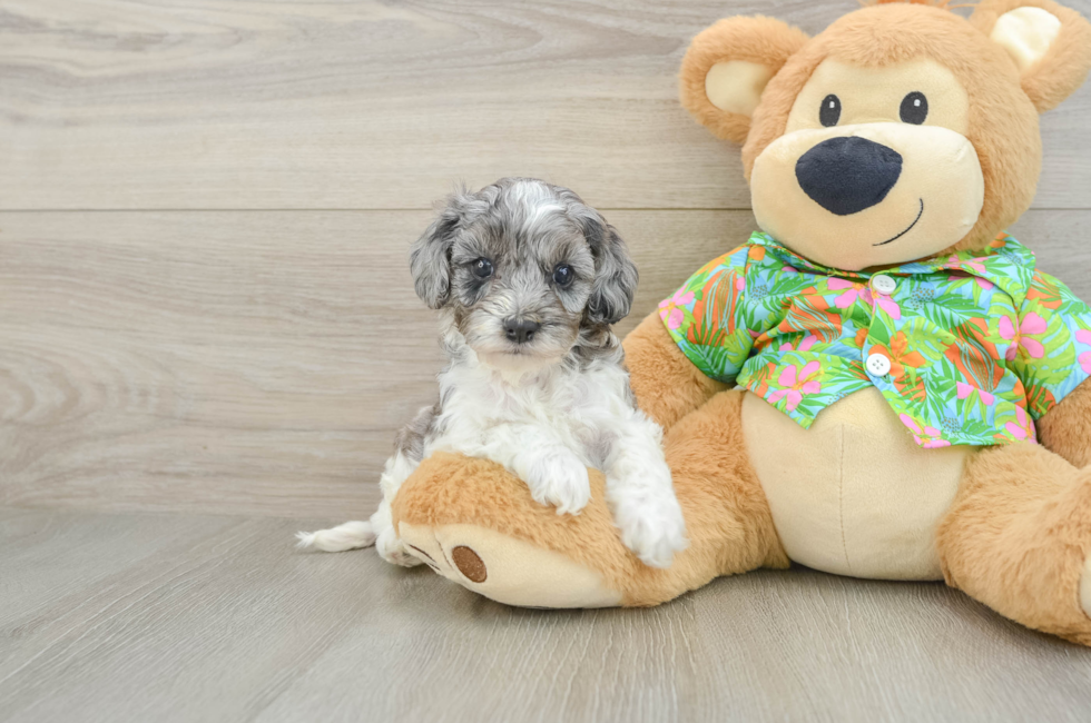 5 week old Cockapoo Puppy For Sale - Premier Pups