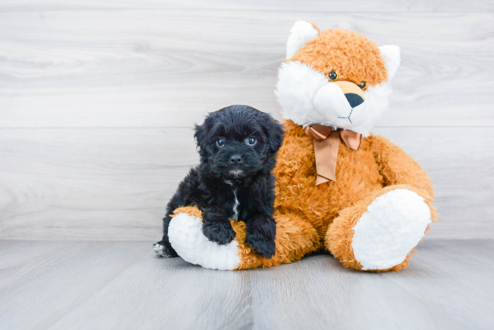 Adorable Cockerpoo Poodle Mix Puppy