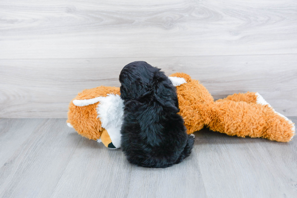 Popular Cockapoo Poodle Mix Pup