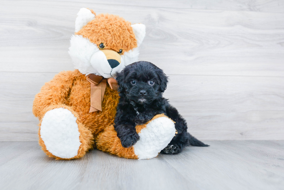 Cockapoo Puppy for Adoption