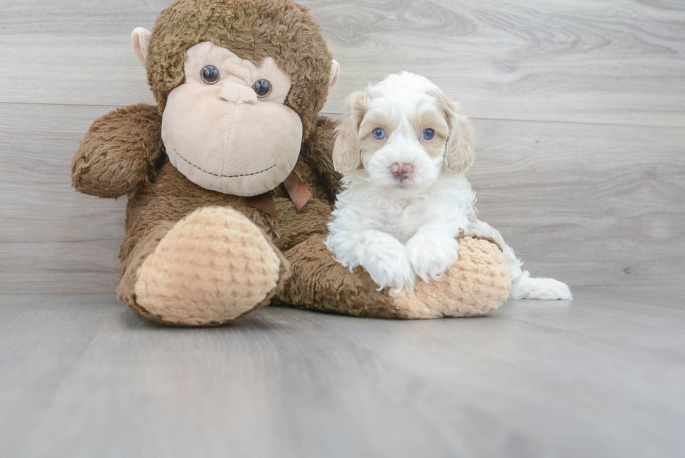 Funny Cockapoo Poodle Mix Pup