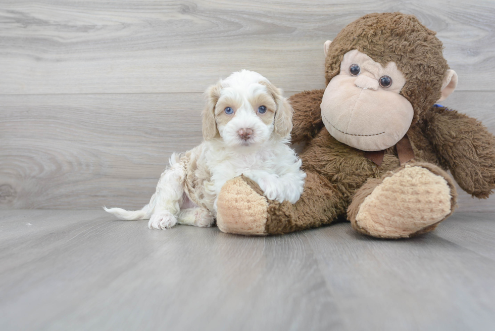 Sweet Cockapoo Baby