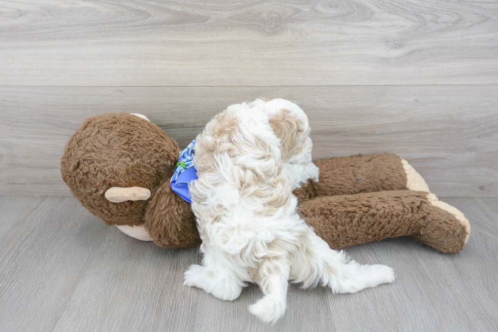 Cockapoo Pup Being Cute