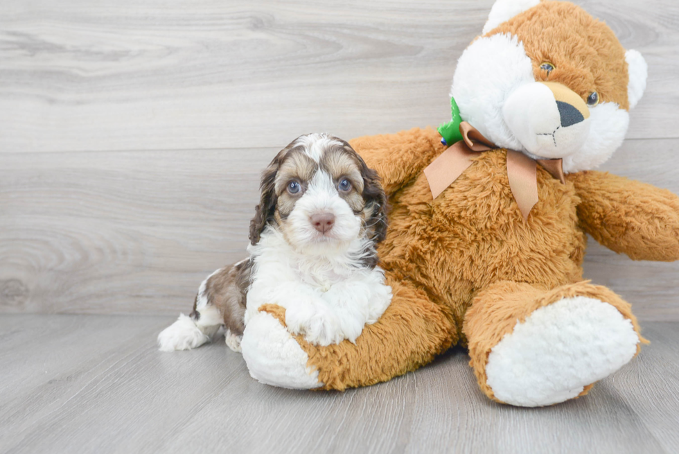 Petite Cockapoo Poodle Mix Pup