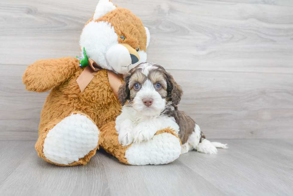 Energetic Cockerpoo Poodle Mix Puppy