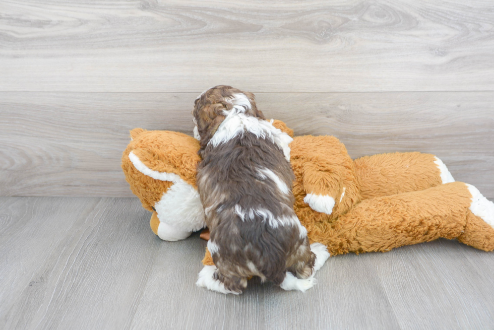 Adorable Cockerpoo Poodle Mix Puppy