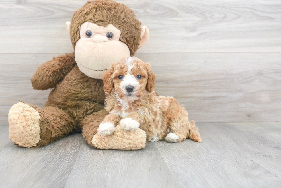 Smart Cockapoo Poodle Mix Pup