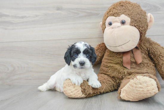 Popular Cockapoo Poodle Mix Pup