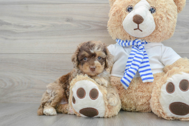 Hypoallergenic Cockerpoo Poodle Mix Puppy