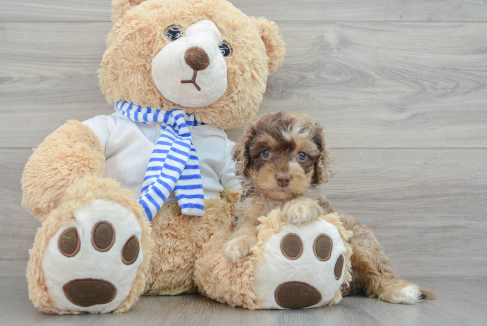 Little Cockerpoo Poodle Mix Puppy