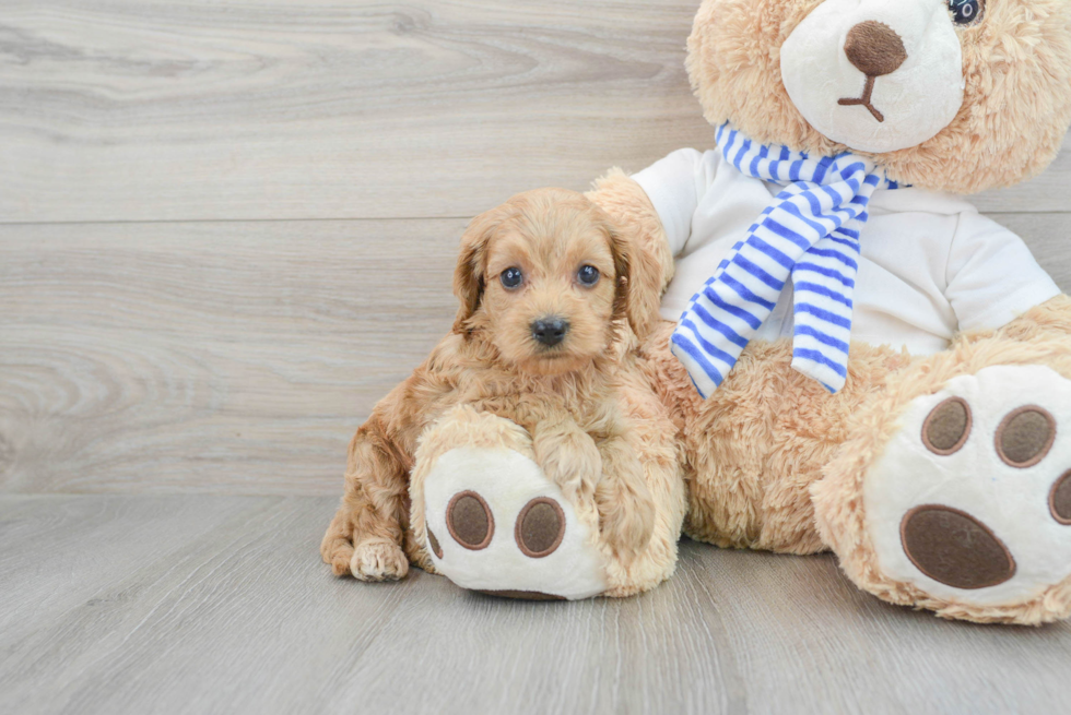 Energetic Cockerpoo Poodle Mix Puppy