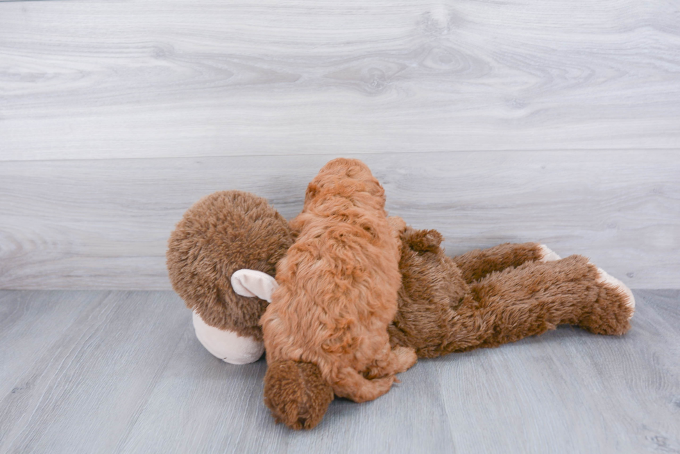 Cockapoo Pup Being Cute