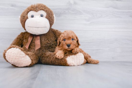 Cockapoo Puppy for Adoption