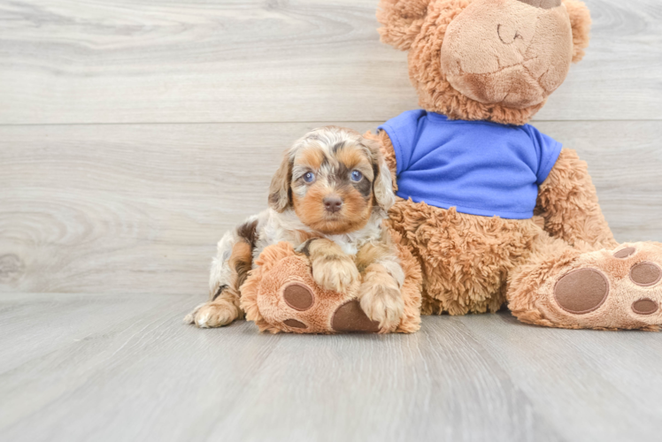 Cute Cockapoo Baby