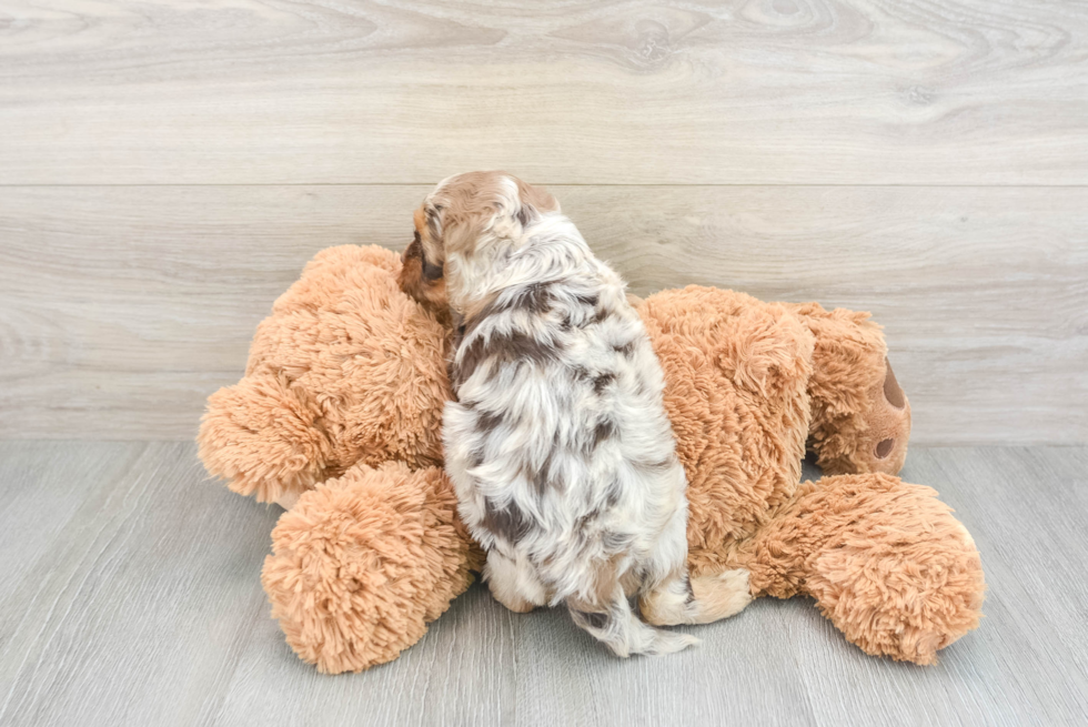 Small Cockapoo Baby