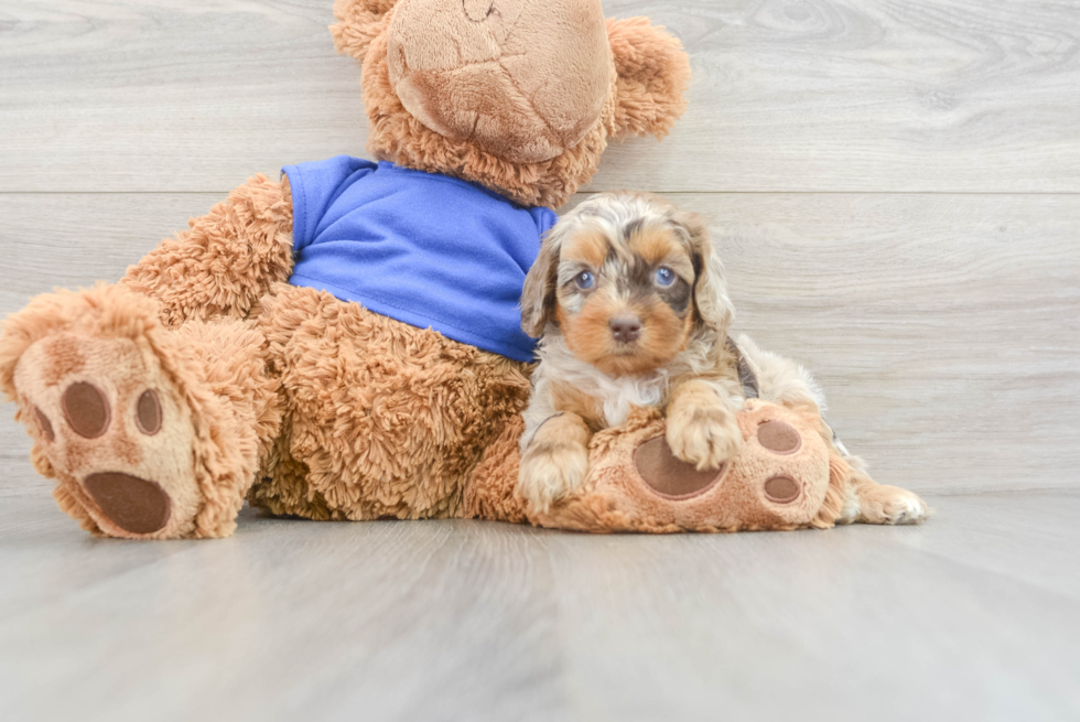 Sweet Cockapoo Baby