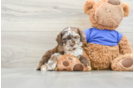 Cockapoo Puppy for Adoption