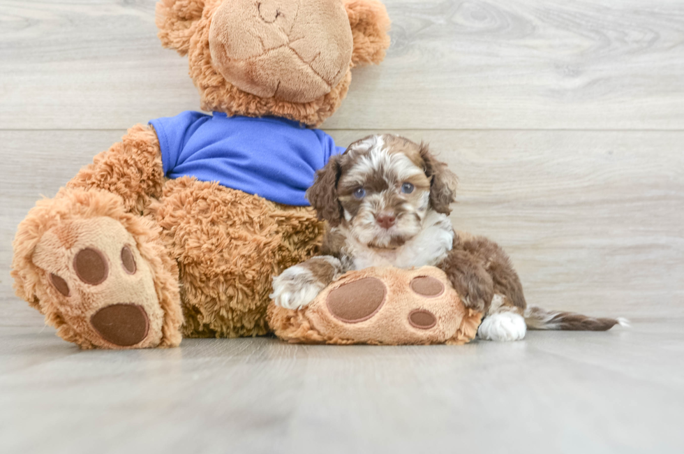 5 week old Cockapoo Puppy For Sale - Premier Pups