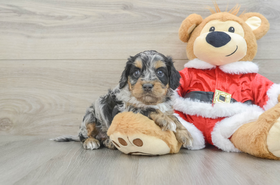 4 week old Cockapoo Puppy For Sale - Premier Pups