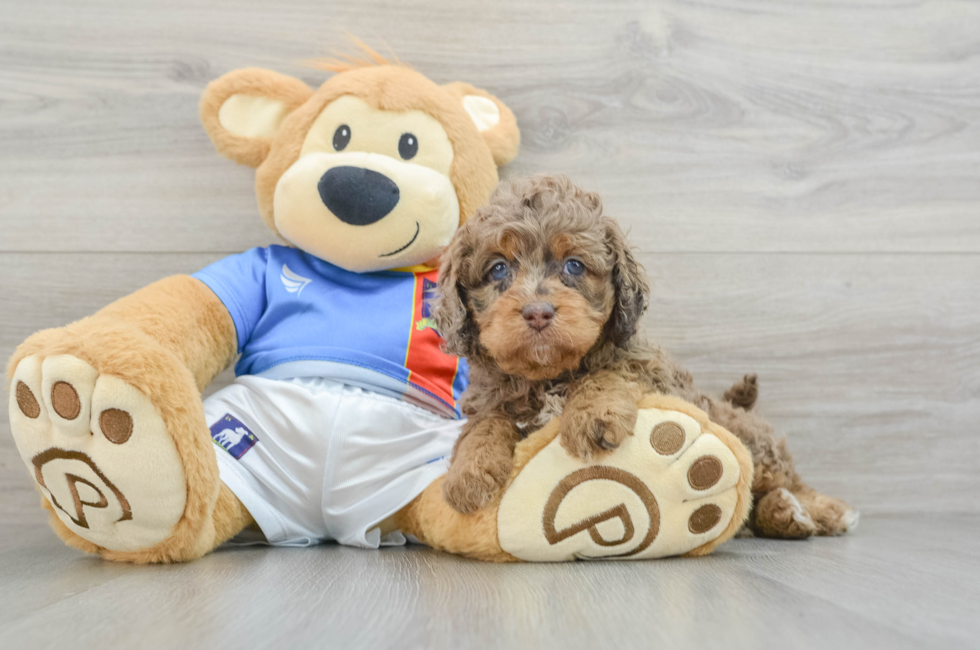 5 week old Cockapoo Puppy For Sale - Premier Pups