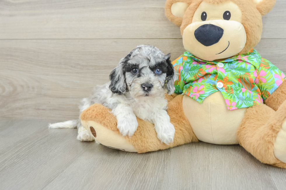 5 week old Cockapoo Puppy For Sale - Premier Pups